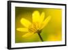 Lesser Celandine (Ranunculus Ficaria) in Flower, Cornwall, England, UK, March-Ross Hoddinott-Framed Photographic Print