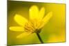 Lesser Celandine (Ranunculus Ficaria) in Flower, Cornwall, England, UK, March-Ross Hoddinott-Mounted Photographic Print