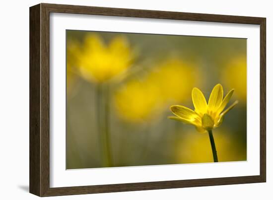 Lesser Celandine (Ranunculus Ficaria) in Flower, Cornwall, England, UK, March-Ross Hoddinott-Framed Photographic Print