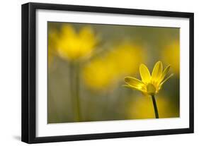 Lesser Celandine (Ranunculus Ficaria) in Flower, Cornwall, England, UK, March-Ross Hoddinott-Framed Photographic Print