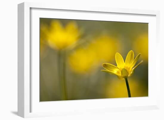 Lesser Celandine (Ranunculus Ficaria) in Flower, Cornwall, England, UK, March-Ross Hoddinott-Framed Photographic Print