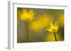 Lesser Celandine (Ranunculus Ficaria) in Flower, Cornwall, England, UK, March-Ross Hoddinott-Framed Photographic Print