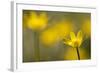 Lesser Celandine (Ranunculus Ficaria) in Flower, Cornwall, England, UK, March-Ross Hoddinott-Framed Photographic Print