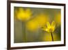 Lesser Celandine (Ranunculus Ficaria) in Flower, Cornwall, England, UK, March-Ross Hoddinott-Framed Photographic Print