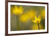 Lesser Celandine (Ranunculus Ficaria) in Flower, Cornwall, England, UK, March-Ross Hoddinott-Framed Photographic Print