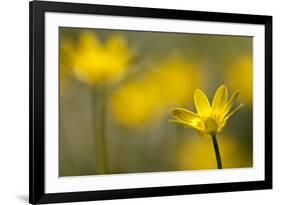 Lesser Celandine (Ranunculus Ficaria) in Flower, Cornwall, England, UK, March-Ross Hoddinott-Framed Photographic Print