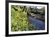 Lesser Celandines (Ranunculus Ficaria) Flowering on a Stream Bank in Woodland-Nick Upton-Framed Photographic Print