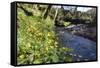 Lesser Celandines (Ranunculus Ficaria) Flowering on a Stream Bank in Woodland-Nick Upton-Framed Stretched Canvas