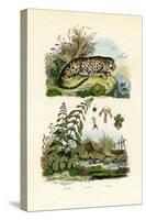 Lesser Duckweed, 1833-39-null-Stretched Canvas