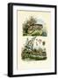 Lesser Duckweed, 1833-39-null-Framed Premium Giclee Print