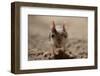 Lesser Egyptian Jerboa (Jaculu Jaculus) Temporarily Captive For Photography In Desert Set-John Waters-Framed Photographic Print