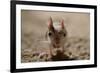 Lesser Egyptian Jerboa (Jaculu Jaculus) Temporarily Captive For Photography In Desert Set-John Waters-Framed Photographic Print