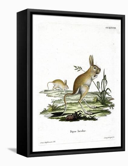 Lesser Egyptian Jerboa-null-Framed Stretched Canvas