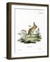 Lesser Egyptian Jerboa-null-Framed Giclee Print