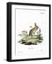 Lesser Egyptian Jerboa-null-Framed Giclee Print