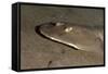 Lesser Electric Ray (Narcine Brasiliensis), Dominica, West Indies, Caribbean, Central America-Lisa Collins-Framed Stretched Canvas