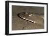 Lesser Electric Ray (Narcine Brasiliensis), Dominica, West Indies, Caribbean, Central America-Lisa Collins-Framed Photographic Print