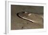 Lesser Electric Ray (Narcine Brasiliensis), Dominica, West Indies, Caribbean, Central America-Lisa Collins-Framed Photographic Print