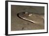 Lesser Electric Ray (Narcine Brasiliensis), Dominica, West Indies, Caribbean, Central America-Lisa Collins-Framed Photographic Print