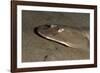 Lesser Electric Ray (Narcine Brasiliensis), Dominica, West Indies, Caribbean, Central America-Lisa Collins-Framed Photographic Print