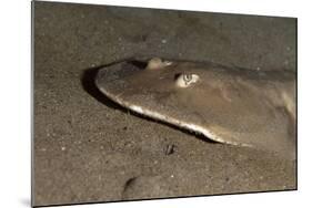 Lesser Electric Ray (Narcine Brasiliensis), Dominica, West Indies, Caribbean, Central America-Lisa Collins-Mounted Photographic Print