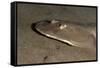 Lesser Electric Ray (Narcine Brasiliensis), Dominica, West Indies, Caribbean, Central America-Lisa Collins-Framed Stretched Canvas