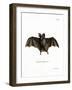 Lesser False Vampire Bat-null-Framed Giclee Print