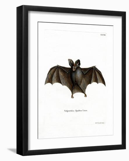 Lesser False Vampire Bat-null-Framed Giclee Print
