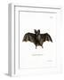 Lesser False Vampire Bat-null-Framed Giclee Print