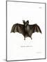 Lesser False Vampire Bat-null-Mounted Giclee Print