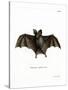 Lesser False Vampire Bat-null-Stretched Canvas