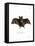 Lesser False Vampire Bat-null-Framed Stretched Canvas