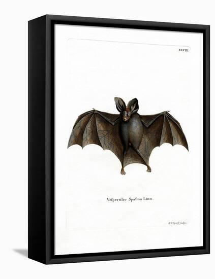 Lesser False Vampire Bat-null-Framed Stretched Canvas