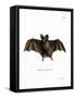 Lesser False Vampire Bat-null-Framed Stretched Canvas