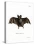 Lesser False Vampire Bat-null-Stretched Canvas