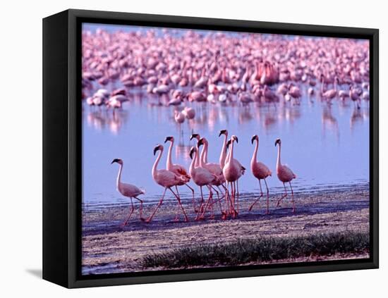 Lesser Flamingo and Eleven Males in Mating Ritual, Lake Nakuru, Kenya-Charles Sleicher-Framed Stretched Canvas