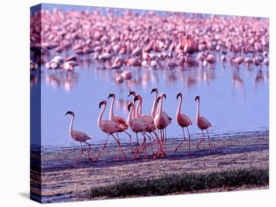 Lesser Flamingo and Eleven Males in Mating Ritual, Lake Nakuru, Kenya-Charles Sleicher-Stretched Canvas