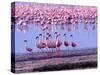 Lesser Flamingo and Eleven Males in Mating Ritual, Lake Nakuru, Kenya-Charles Sleicher-Stretched Canvas