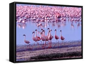 Lesser Flamingo and Eleven Males in Mating Ritual, Lake Nakuru, Kenya-Charles Sleicher-Framed Stretched Canvas