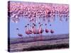 Lesser Flamingo and Eleven Males in Mating Ritual, Lake Nakuru, Kenya-Charles Sleicher-Stretched Canvas