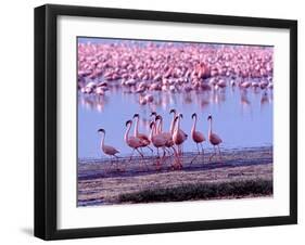 Lesser Flamingo and Eleven Males in Mating Ritual, Lake Nakuru, Kenya-Charles Sleicher-Framed Photographic Print