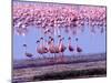 Lesser Flamingo and Eleven Males in Mating Ritual, Lake Nakuru, Kenya-Charles Sleicher-Mounted Photographic Print