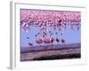 Lesser Flamingo and Eleven Males in Mating Ritual, Lake Nakuru, Kenya-Charles Sleicher-Framed Photographic Print