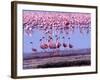 Lesser Flamingo and Eleven Males in Mating Ritual, Lake Nakuru, Kenya-Charles Sleicher-Framed Photographic Print