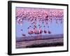 Lesser Flamingo and Eleven Males in Mating Ritual, Lake Nakuru, Kenya-Charles Sleicher-Framed Photographic Print