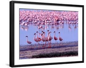 Lesser Flamingo and Eleven Males in Mating Ritual, Lake Nakuru, Kenya-Charles Sleicher-Framed Photographic Print