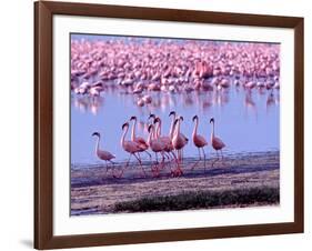 Lesser Flamingo and Eleven Males in Mating Ritual, Lake Nakuru, Kenya-Charles Sleicher-Framed Photographic Print