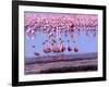 Lesser Flamingo and Eleven Males in Mating Ritual, Lake Nakuru, Kenya-Charles Sleicher-Framed Photographic Print