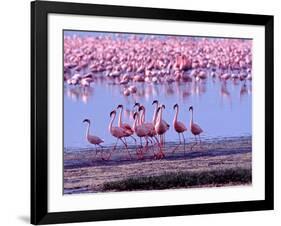 Lesser Flamingo and Eleven Males in Mating Ritual, Lake Nakuru, Kenya-Charles Sleicher-Framed Photographic Print