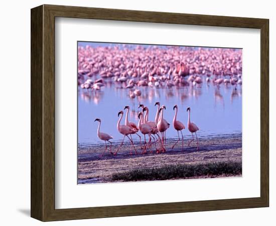 Lesser Flamingo and Eleven Males in Mating Ritual, Lake Nakuru, Kenya-Charles Sleicher-Framed Photographic Print